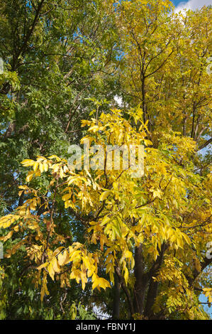 FRAXINUS EXCELSIOR FRASSINO Foto Stock