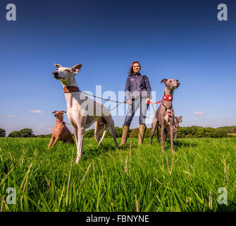 Whippet godersi la loro vacanza presso il Whippet Hotel nel West Sussex, con proprietario di Hotel Caroline Patey-Johns. Foto Stock