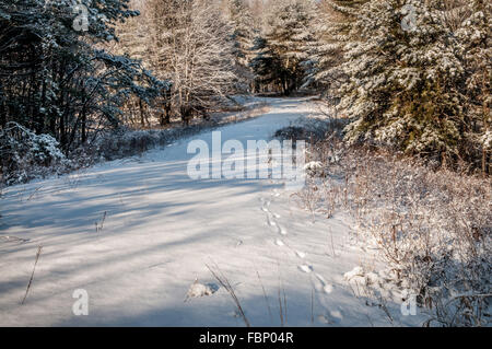 Dopo una leggera neve sono caduti durante la notte, le tracce di una solitaria Coyote può essere visto come egli uscì di mattina presto a caccia di cibo Foto Stock