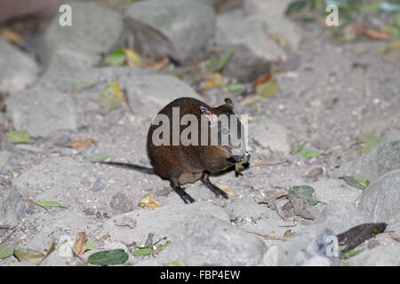 Muschiato Rat-Kangaroo, Hypsiprymnodon moschatus, alimentazione Foto Stock