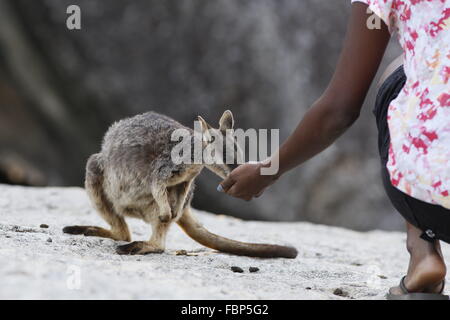 Mareeba Aeroporto Rock-Wallaby, Petrogale Mareeba Aeroporto, accettando un bocconcino da un turista Foto Stock