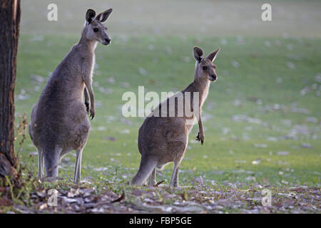 Grigio orientale canguro, Macropus giganteus, guardando Foto Stock