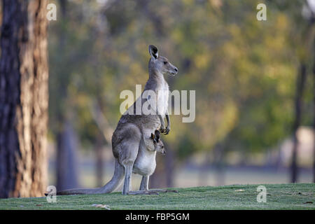 Grigio orientale canguro, Macropus giganteus, con Joey in una custodia Foto Stock