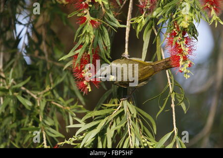 Lewin's Honeyeater, Meliphaga lewinii, alimentando il rosso dei fiori di bargiglio Foto Stock