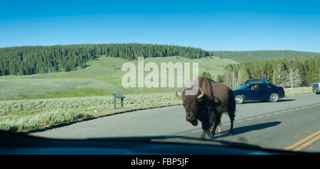 Due bison lentamente si mettono in cammino sulla strada Foto Stock