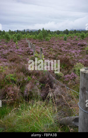 Scottish Heather in piena fioritura vicino a Aviemore Foto Stock