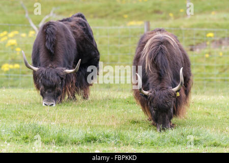 Yak (Bos grunniens) Foto Stock