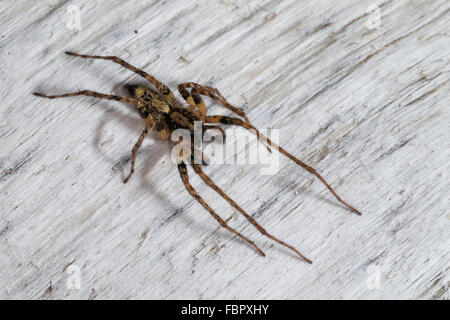 Ronzio Spider, anyphaenid sac spider, maschio, Vierfleck-Zartspinne, Vierfleckzartspinne, Zartspinne, Männl., Anyphaena accentuata Foto Stock