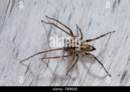 Ronzio Spider, anyphaenid sac spider, maschio, Vierfleck-Zartspinne, Vierfleckzartspinne, Zartspinne, Männl., Anyphaena accentuata Foto Stock