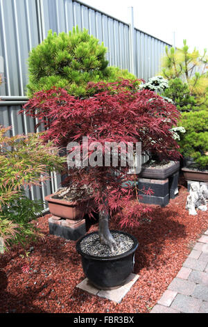 Acer palmatum dissectum atropurporeum o noto come Rosso pianto di Foglia di acero giapponese Foto Stock