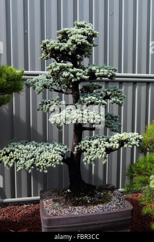 Cedrus atlantica glauca o noto come blu cedro atlas Foto Stock