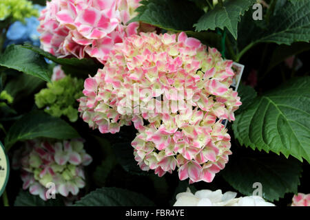 Rosa fiori di ortensie in piena fioritura Foto Stock