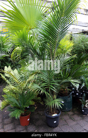 Archontophoenix cunninghamiana palm o noto come Bangalow Palme per la vendita Foto Stock