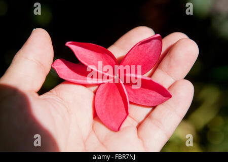 Red Plumeria fiore in mano (Plumerica rubra) Foto Stock