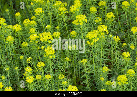 Il cipresso, Euforbia Zypressen-Wolfsmilch, Zypressenwolfsmilch, Wolfsmilch, Euphorbia cyparissias Foto Stock