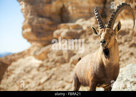 Maschio Ibex Nubiano (Capra ibex nubiana), in piedi sul bordo del cratere di Ramon, deserto del Negev, Israele Foto Stock