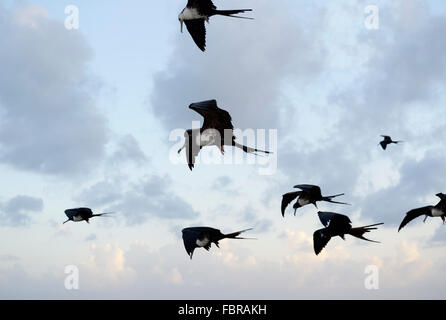 Magnifica frigatebirds in volo, Grand Cayman, British West Indies Foto Stock