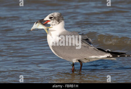 Ridendo gabbiano (Leucophaeus atricilla) in livrea invernale con una preda di pesci, Galveston, Texas, Stati Uniti d'America. Foto Stock