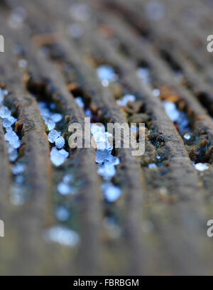 Congelate le goccioline di acqua nelle scanalature di un albero di anelli. Foto Stock