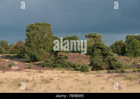 Estate nel Parco Nazionale di Veluwe, viola fioritura heather e solitaria alberi verde circondato da golden scintillante prateria Foto Stock