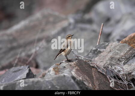 Culbianco femmina sulle rocce di montagna in Scozia nel mese di aprile Foto Stock