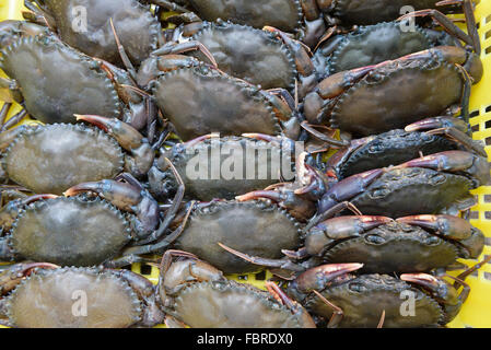 Viva soft shell granchio seghettato, nero o granchio granchio di mangrovie. Hanno solo se stessi molted loro vecchio esoscheletro Foto Stock