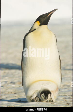 Adulto pinguino imperatore (Aptenodytes forsteri). Giovani pulcino su piedi di adulto. Bello adulto con bella giovane pulcino. Foto Stock