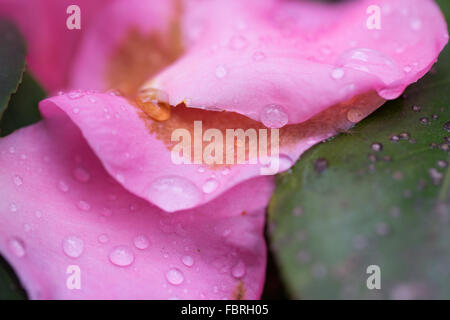 Le goccioline di acqua su un fiore rosa. Foto Stock