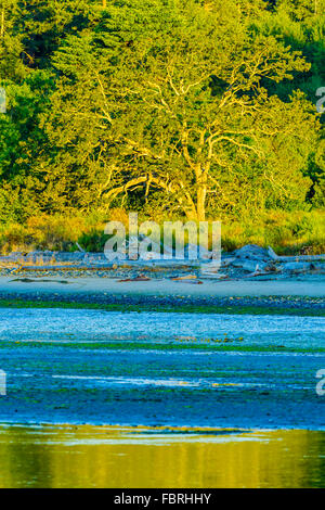 Spiritoso e la laguna, l'isola di Vancouver, Canada Foto Stock