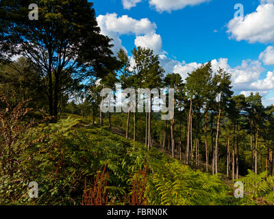 Bosco a Devil's Punch Bowl un grande anfiteatro naturale e la bellezza posto vicino a Hindhead Surrey in Inghilterra REGNO UNITO Foto Stock