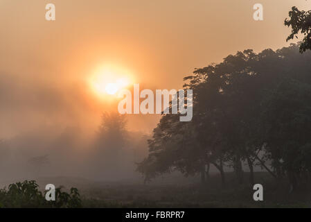 Il bellissimo Parco Nazionale di Kaziranga bagnata in inizio di mattina di luce. Sunrise tra gli alberi. Assam, India. Foto Stock