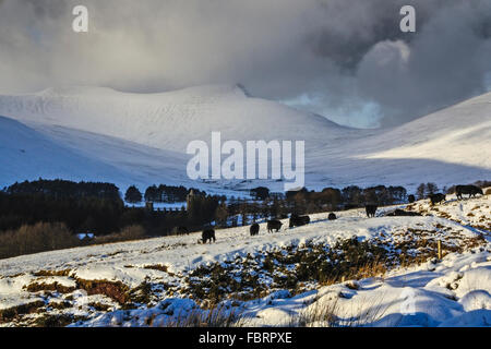 Curiosi giovani buoi gallesi neri in una mattinata nevosa nell'alta valle di Neuadd, Bannau Brycheiniog (Brecon Beacons)2016: Phillip Roberts Foto Stock