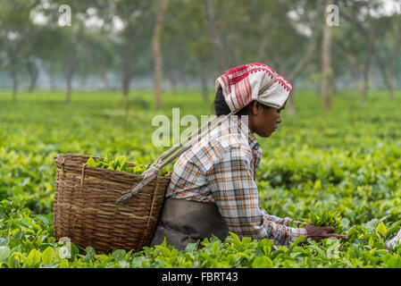 Una chiusura di una femmina di tè indiano picker concentrarsi sul compito a portata di mano. Elegante e sereno. Una rapida fermata in Assam, India. Foto Stock