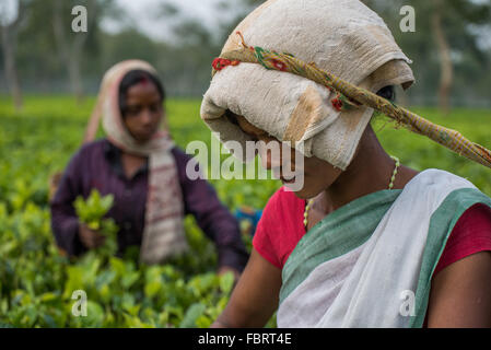 Una chiusura di due donne indiane raccoglitori di tè concentrarsi sul compito a portata di mano. Elegante e sereno. Una rapida fermata in Assam, India. Foto Stock