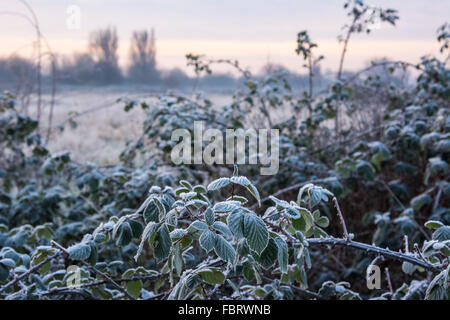 Tottenham paludi, LONDRA, REGNO UNITO, 19 gennaio 2016. Regno Unito: Meteo temperature di congelamento gettato una coltre di brina su Tottenham paludi e di uno strato di ghiaccio sul fiume Lee. Credito: Patricia Phillips/Alamy Live News Foto Stock