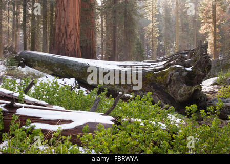 Tronchi di alberi caduti ricoperta di neve Foto Stock