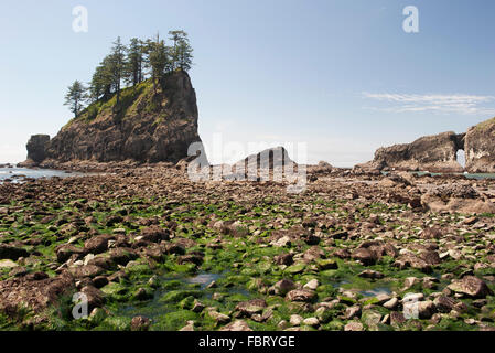 Le alghe si è incagliata sulla spiaggia rocciosa e nel Parco Nazionale di Olympic, Washington, Stati Uniti d'America Foto Stock