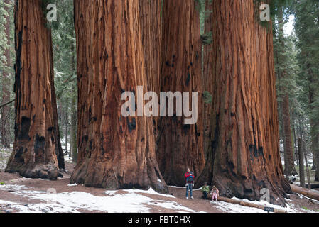 Famiglia in piedi di fronte a sequoie giganti, i Parchi Nazionali Sequoia e Kings Canyon, CALIFORNIA, STATI UNITI D'AMERICA Foto Stock