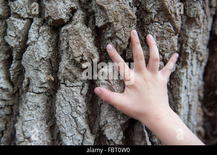 Bambino di toccare la mano di corteccia di albero Foto Stock