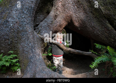 Bambino di nascondersi dietro le radici del vecchio albero di crescita Foto Stock