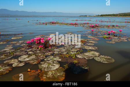 Acqua di rosa-gigli (Nymphaea pubescens), Phayao Lake, Phayao Provincia, Thailandia Foto Stock