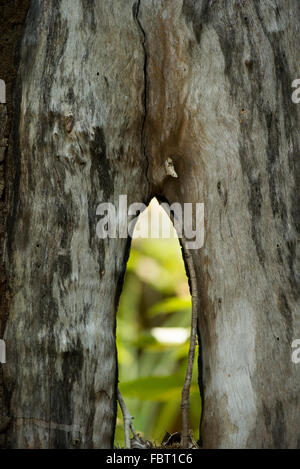 Close-up del trunk di mangrovie Foto Stock