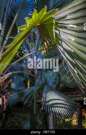 Forma di alberi di palma foglie. penisola della Malesia. Foto Stock