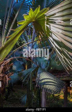 Forma di alberi di palma foglie. penisola della Malesia. Foto Stock