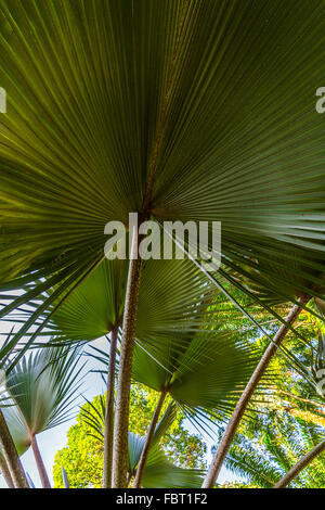 Forma di alberi di palma foglie. penisola della Malesia. Foto Stock