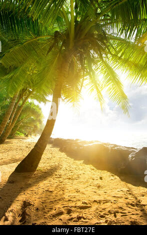 Sole brillante su palme e oceano Foto Stock