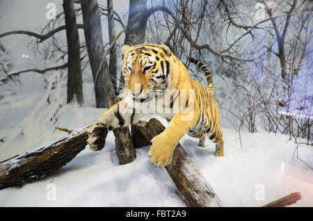 Il Museo di Storia Naturale di Helsinki è una mostra del Museo finlandese di Storia Naturale dell'Università di Helsinki. Foto Stock