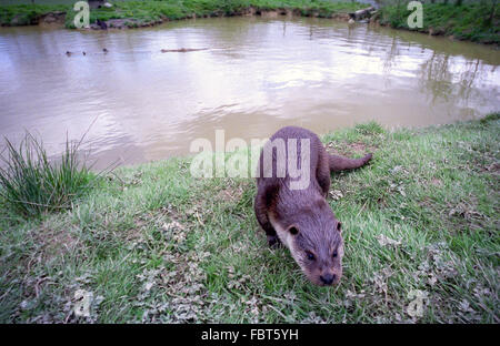 Il British Centro faunistico a Newchapel, Lingfield, Surrey: una lontra. Foto Stock