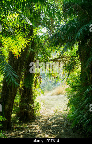 Percorso attraverso alberi tropicali Foto Stock