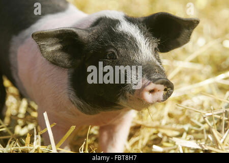 Hallisches Schwein / Ferkel Foto Stock